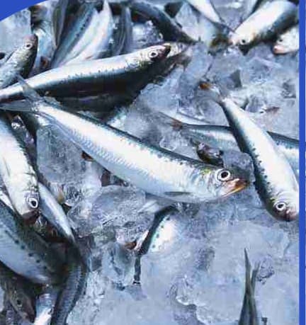 frozen fresh sardines iqf fish seafood